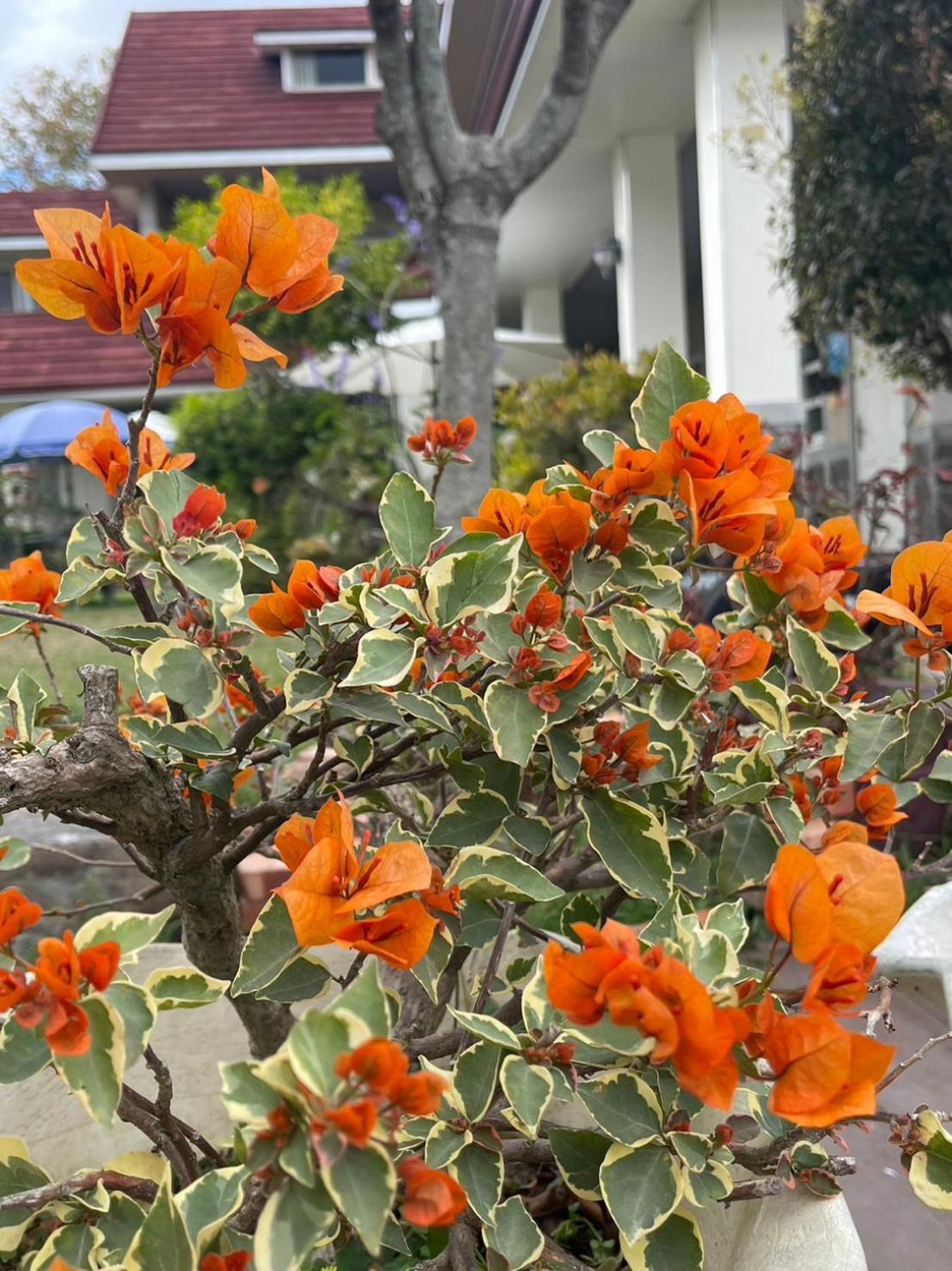 Xian Qing Yu Zhi Homestay 츠샹 외부 사진