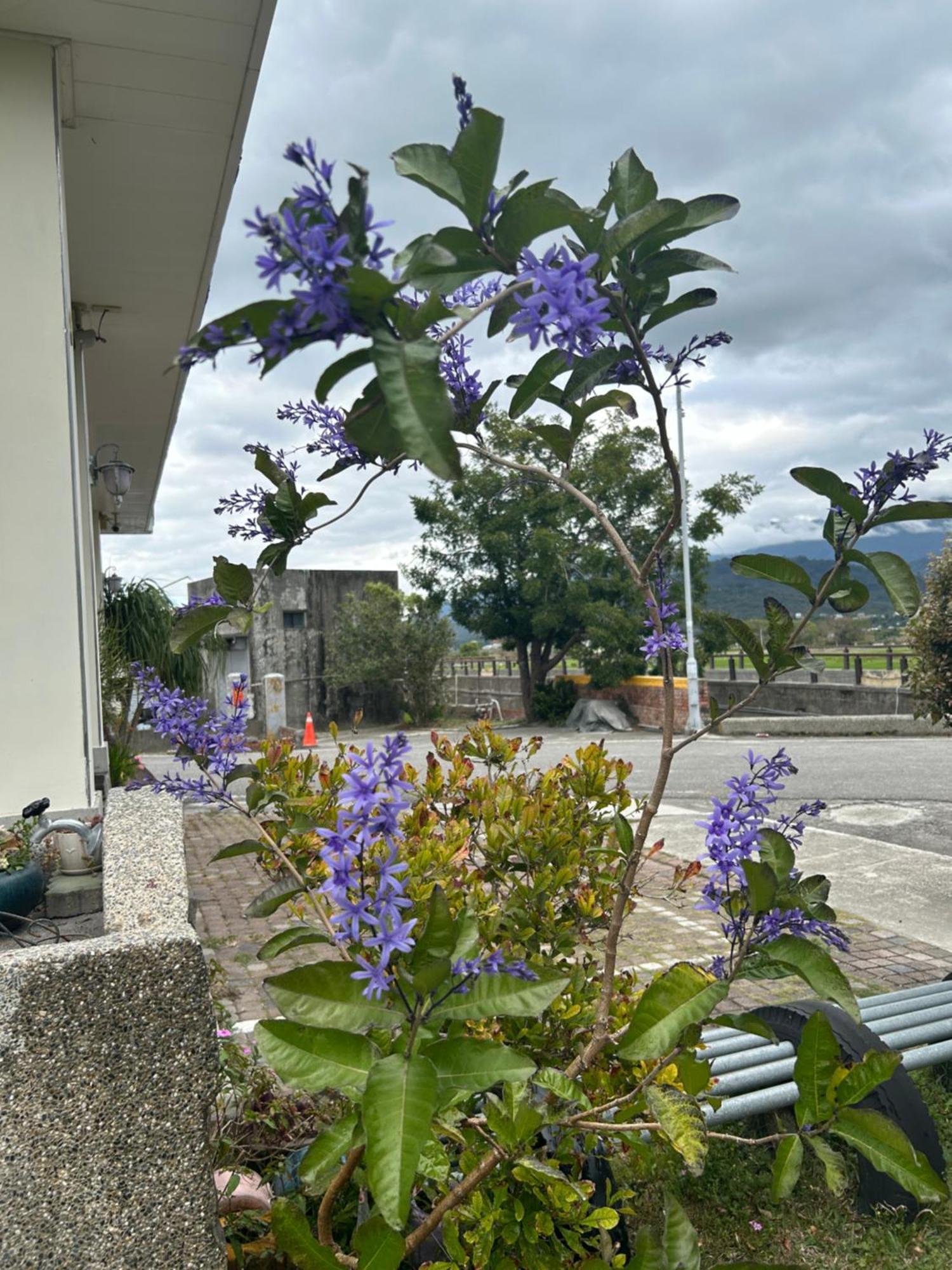 Xian Qing Yu Zhi Homestay 츠샹 외부 사진